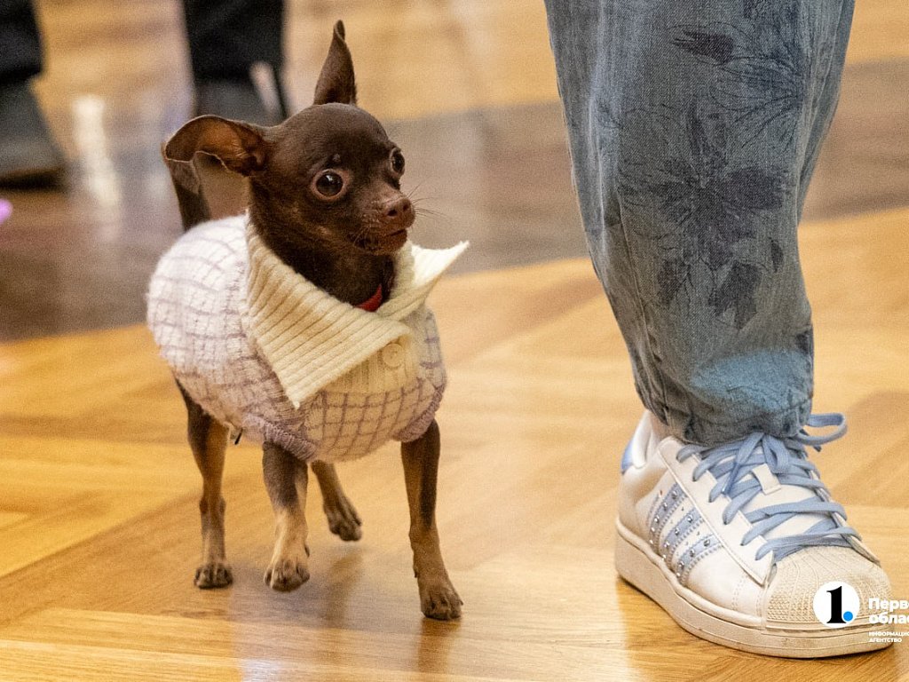 В Челябинске вырос спрос на передержку и дрессировку животных