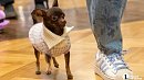 В Челябинске вырос спрос на передержку и дрессировку животных