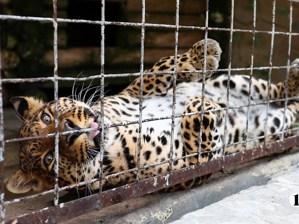 В Челябинском зоопарке скончался леопард Амир