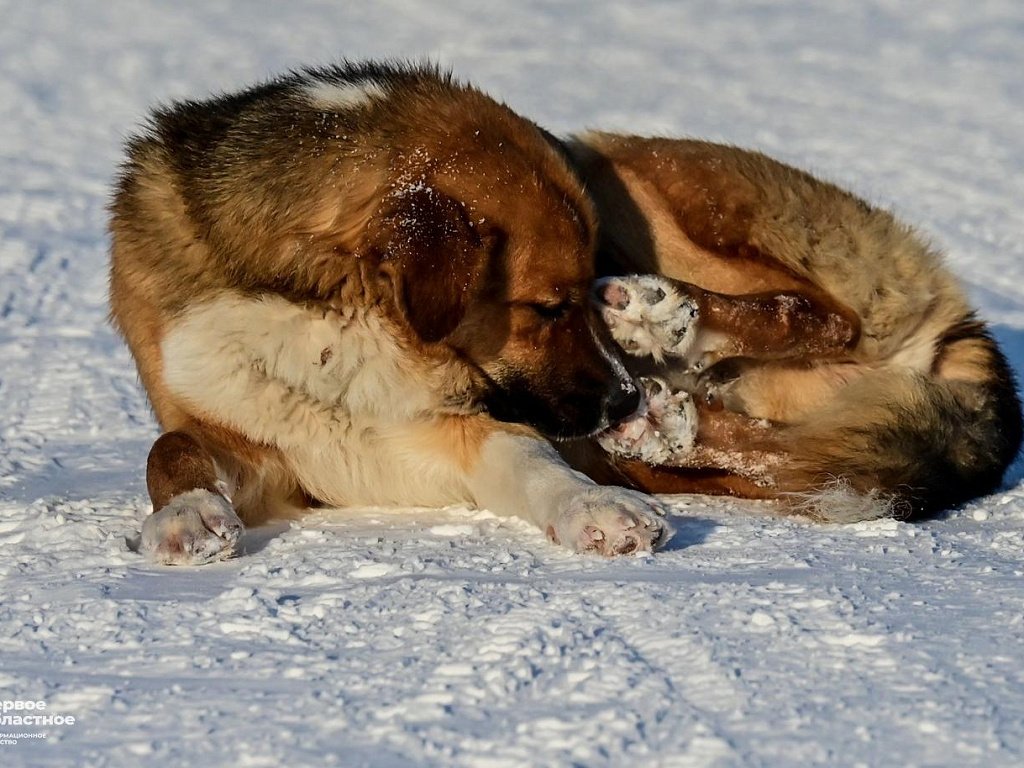 Уголовное дело возбуждено после отравления 9 собак в челябинском СНТ