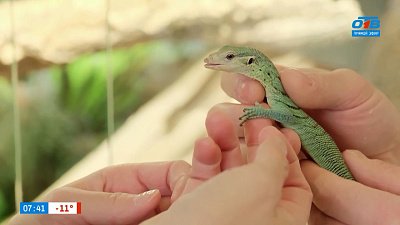 Варан празинус и гигантский бананоед в рубрике «Усы, лапы и хвост»