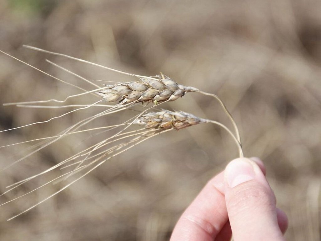 Владимир Путин наградил медалью фермера из Челябинской области