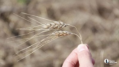 Владимир Путин наградил медалью фермера из Челябинской области