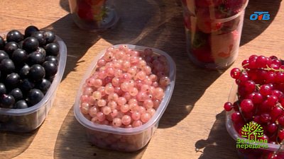 Среди садоводов Южного Урала особой популярностью пользуется смородина