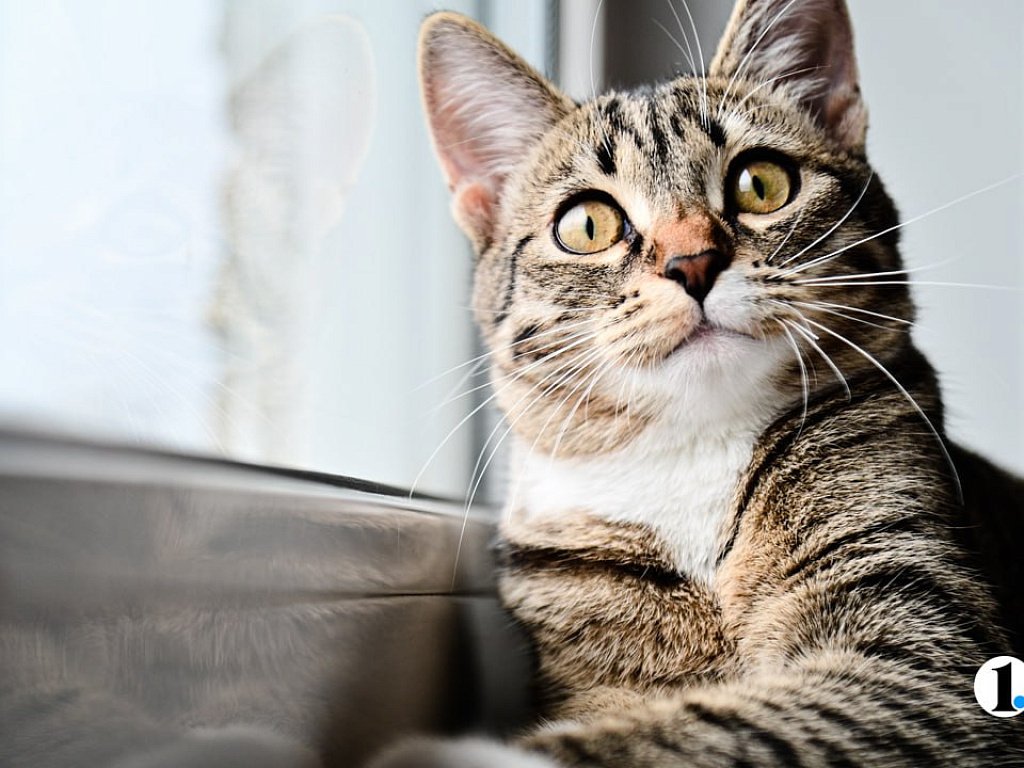 Челябинцев предупреждают: снежные ванны для кошек смертельно опасны