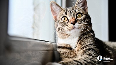 Челябинцев предупреждают: снежные ванны для кошек смертельно опасны
