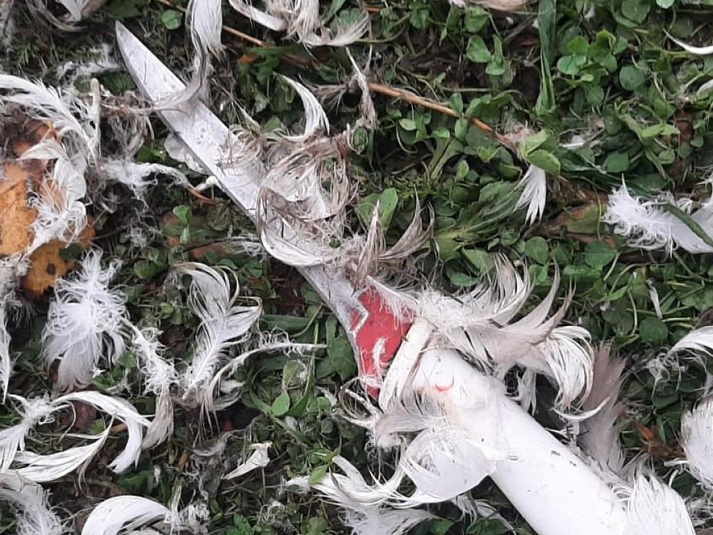 В Челябинской области мужчину осудят за убийство двух краснокнижных лебедей