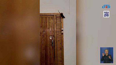 Жители Челябинска пожаловались на нашествие крыс