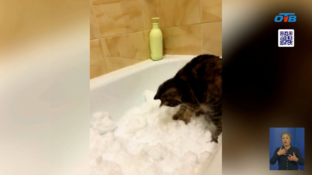 На Южном Урале владельцы кошек снимают опасный тренд