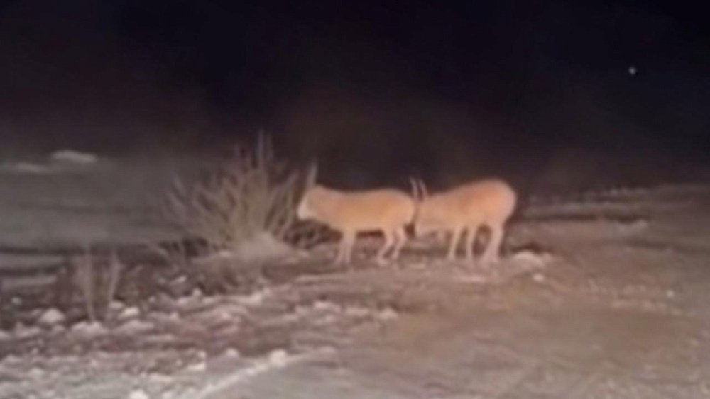 Двух редких степных антилоп — сайгаков — увидели на дороге в Челябинской области