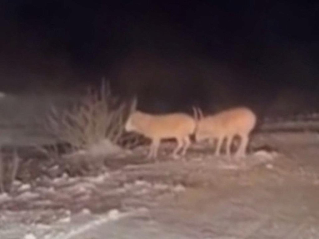 Двух редких степных антилоп — сайгаков — увидели на дороге в Челябинской области