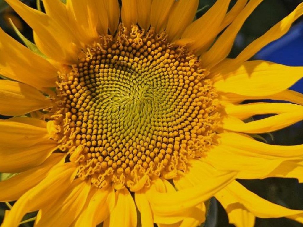 В Челябинской области собрали рекордный урожай масличных культур