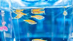 Челябинские ученые открыли «молекулу спокойствия»