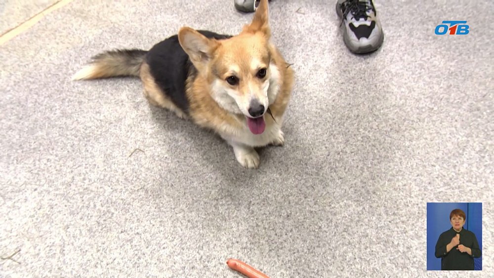 На Южном Урале против догхантеров возбудили уголовное дело