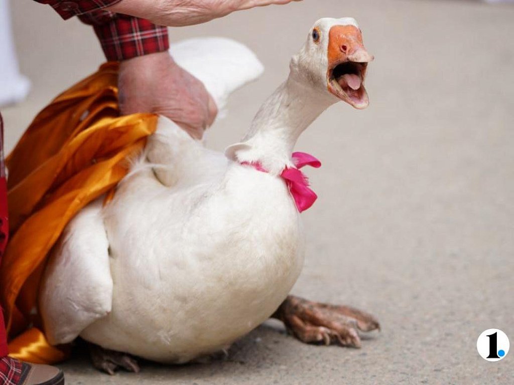 В Челябинской области выбирают неофициальные символы округов