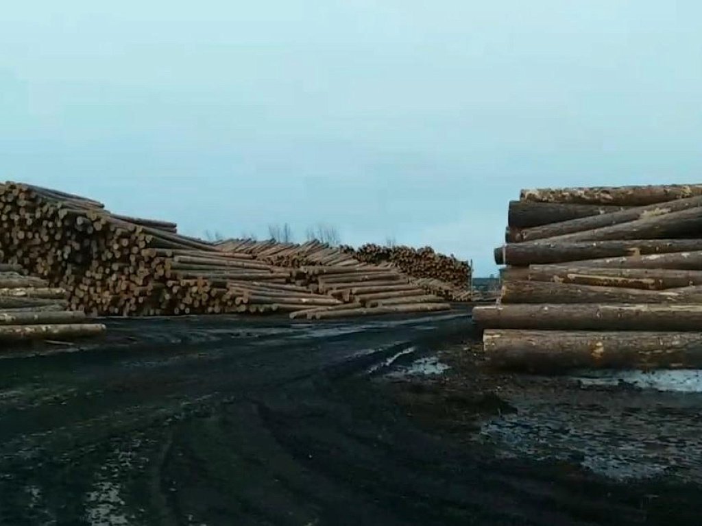 Челябинские таможенники пресекли попытку вывоза за границу крупной партии леса