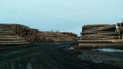 Челябинские таможенники пресекли попытку вывоза за границу крупной партии леса