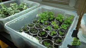 В «Зеленой передаче» обсудят свет для рассады