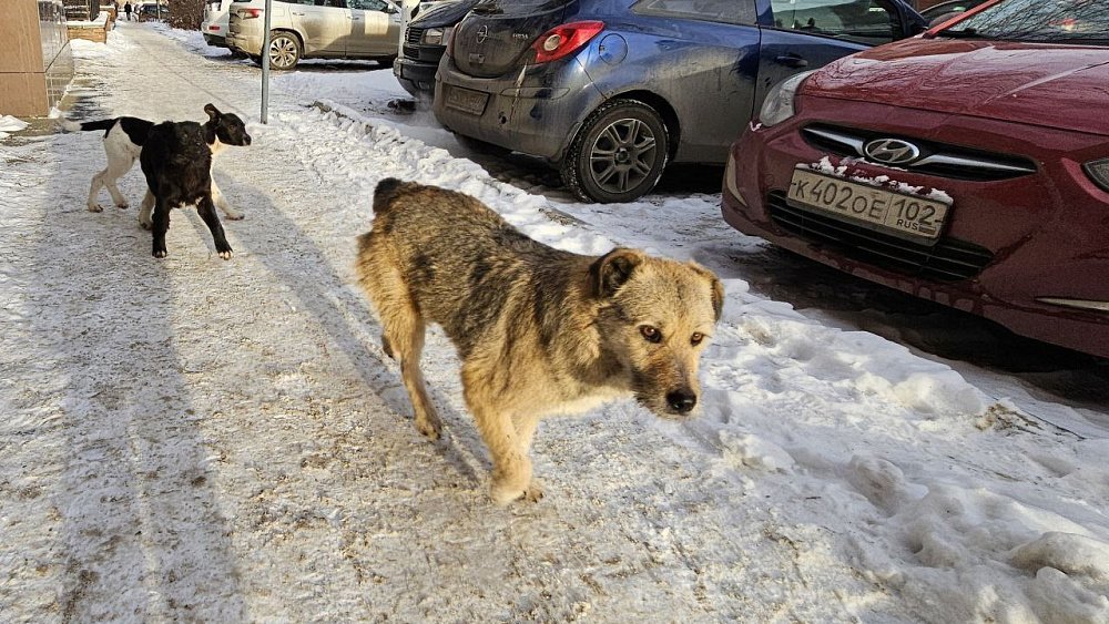 В Челябинске создадут чат‑бот для отлова бездомных собак