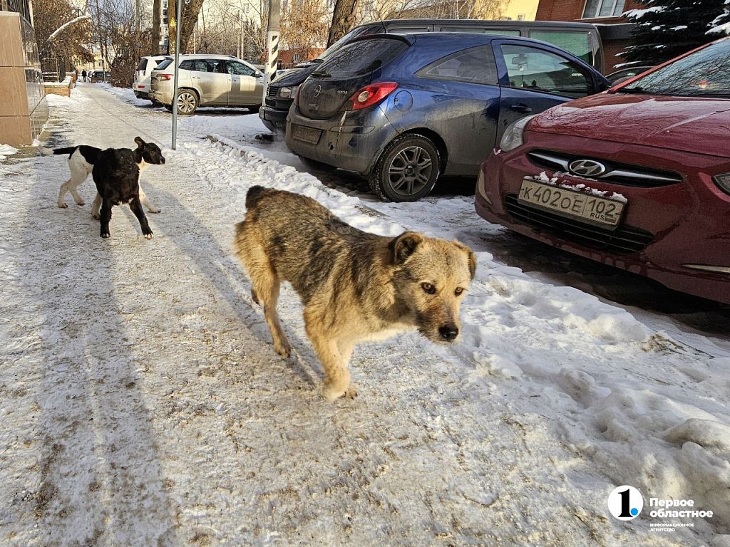 В Челябинске создадут чат‑бот для отлова бездомных собак