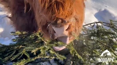 В Челябинском зоопарке угостили питомцев елками