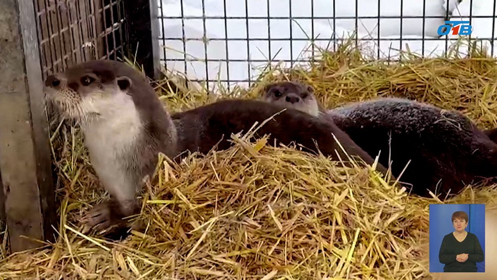 В Челябинском зоопарке выдры переехали в новый вольер