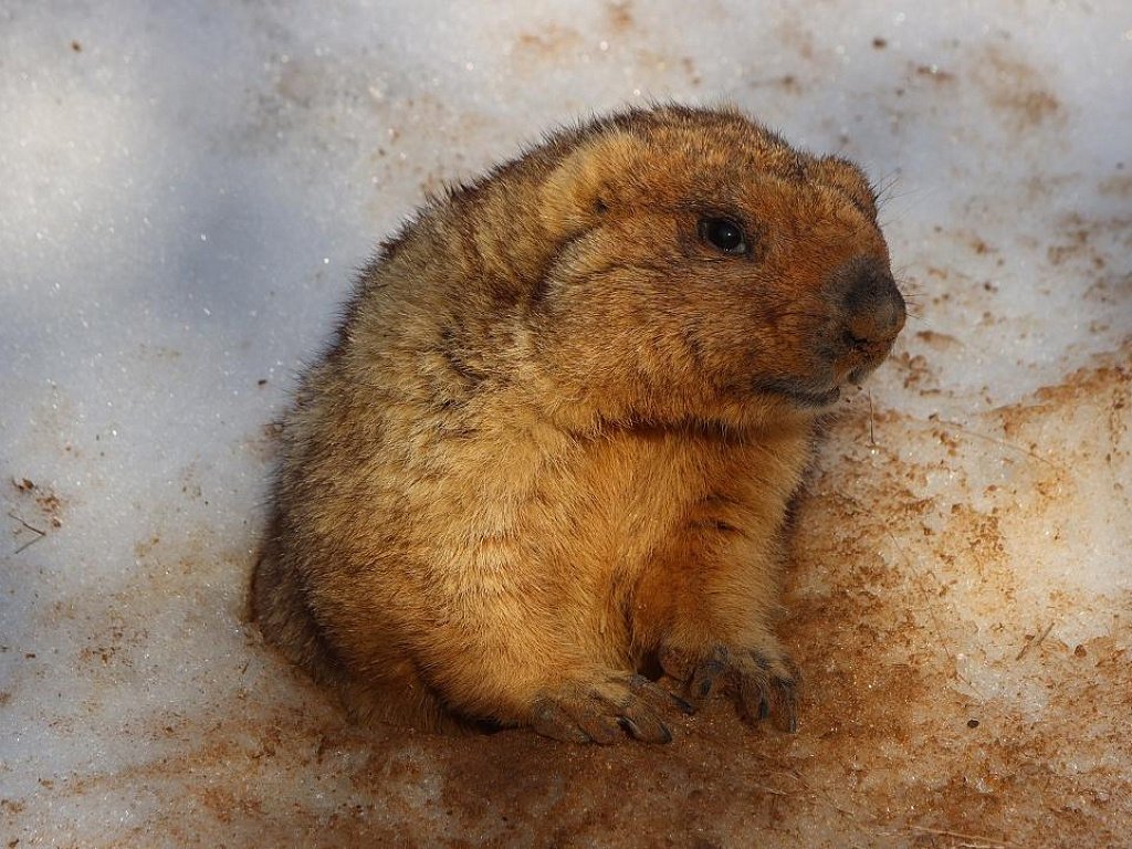 Сурки из Челябинского зоопарка предсказали затяжную зиму