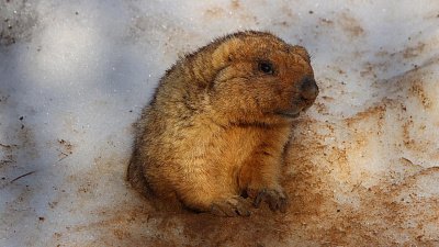 Сурки из Челябинского зоопарка предсказали затяжную зиму