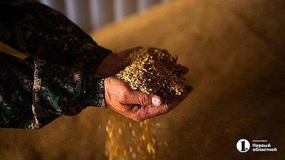 Самыми высокооплачиваемыми в сельском хозяйстве Южного Урала в 2025-м стали сборщики урожая
