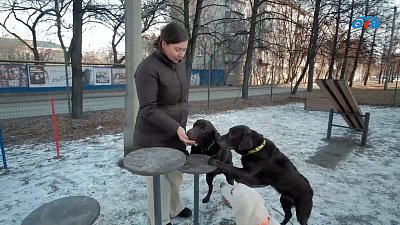 На Южном Урале ввели обязательное чипирование для всех владельцев собак