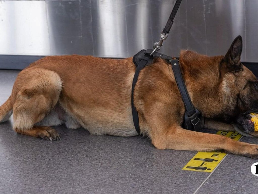 На Южном Урале создают кинологическую службу для поиска тел погибших в зоне СВО