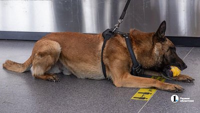 На Южном Урале создают кинологическую службу для поиска тел погибших в зоне СВО