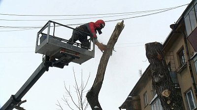 В Магнитогорске проходит плановая обрезка деревьев
