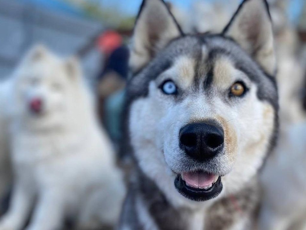 В Челябинской области готовят ездовых собак