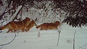 Десять рыжих волков попали в объектив фотоловушки на Зюраткуле