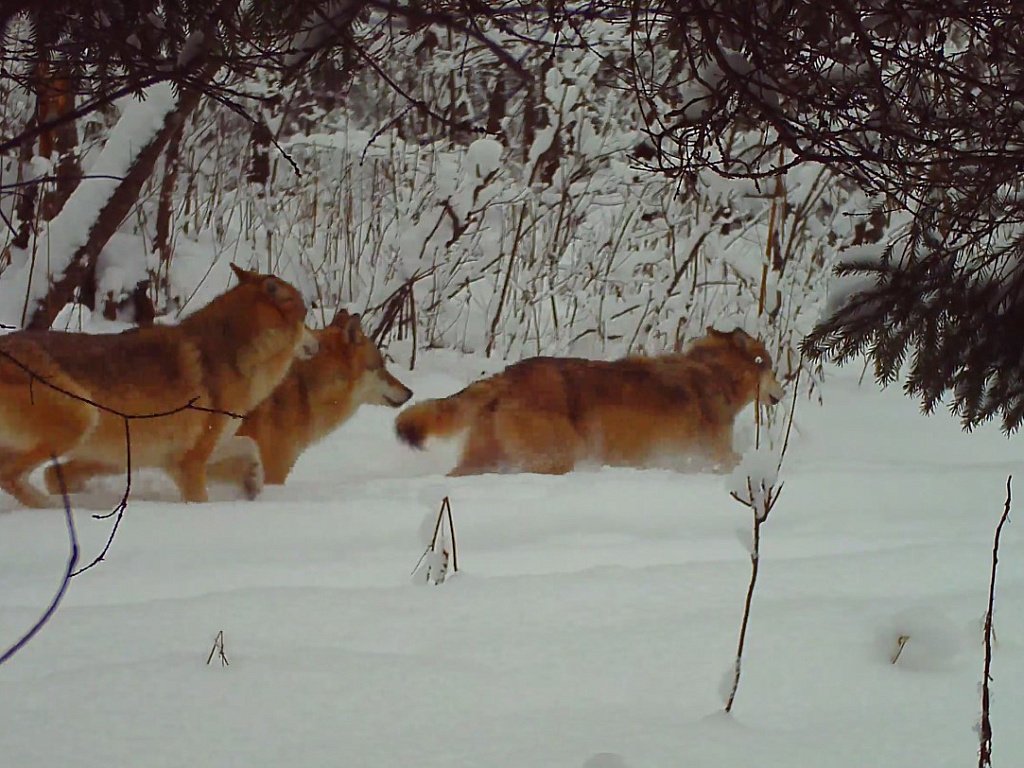 Десять рыжих волков попали в объектив фотоловушки на Зюраткуле
