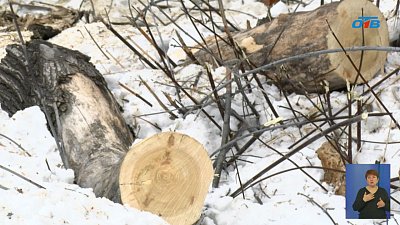 В Магнитогорске обрезают деревья