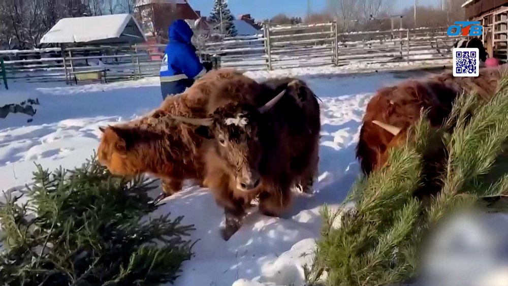 Коровы из Челябинского зоопарка правильно утилизируют елки