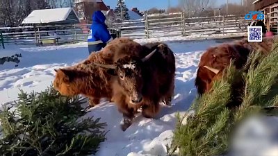 Коровы из Челябинского зоопарка правильно утилизируют елки