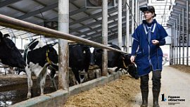 Южноуральские молочные хозяйства вышли на рекордно высокий уровень продуктивности