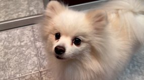 В Челябинской области массово чипируют собак