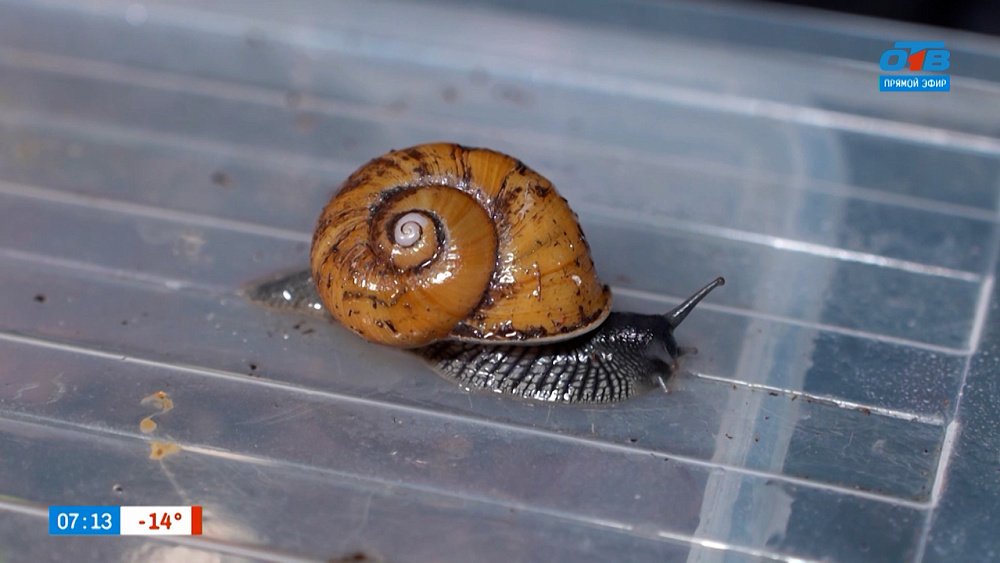 Улитки в рубрике «Усы, лапы и хвост»