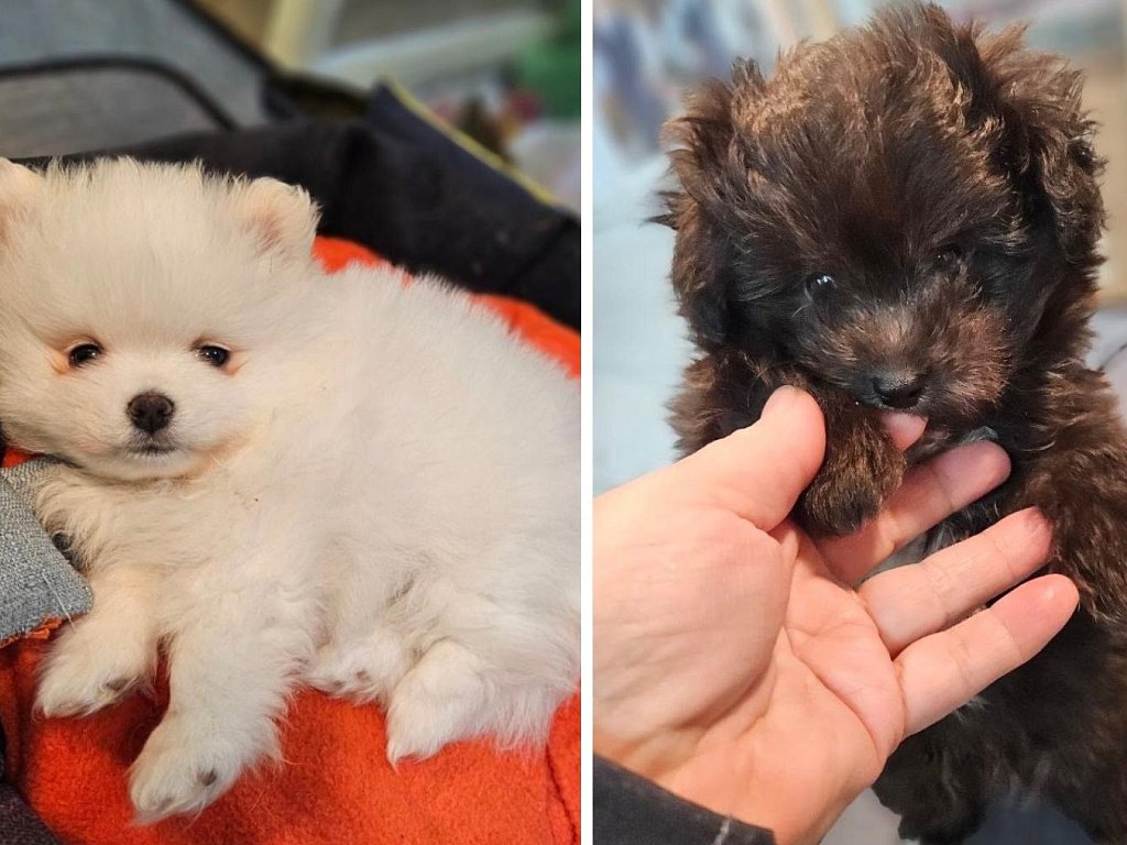 В Озерске украли двух породистых щенков стоимостью 100 тысяч рублей