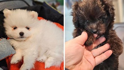 В Озерске украли двух породистых щенков стоимостью 100 тысяч рублей