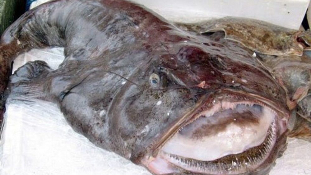 Больше 35 кг морских чертей и попугаев не пустили в Челябинскую область