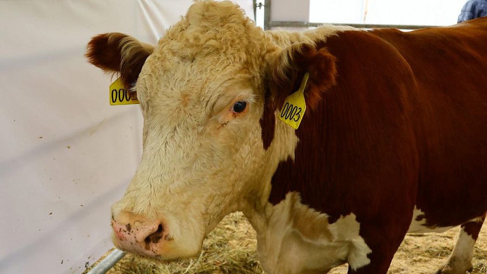 Карантин по бешенству расширился на три села в Челябинской области