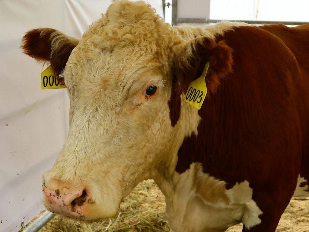 Карантин по бешенству расширился на три села в Челябинской области