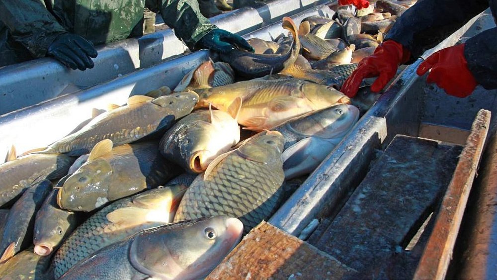 Россельхознадзор предотвратил вывоз в Казахстан 9,5 тонны тухлой рыбы