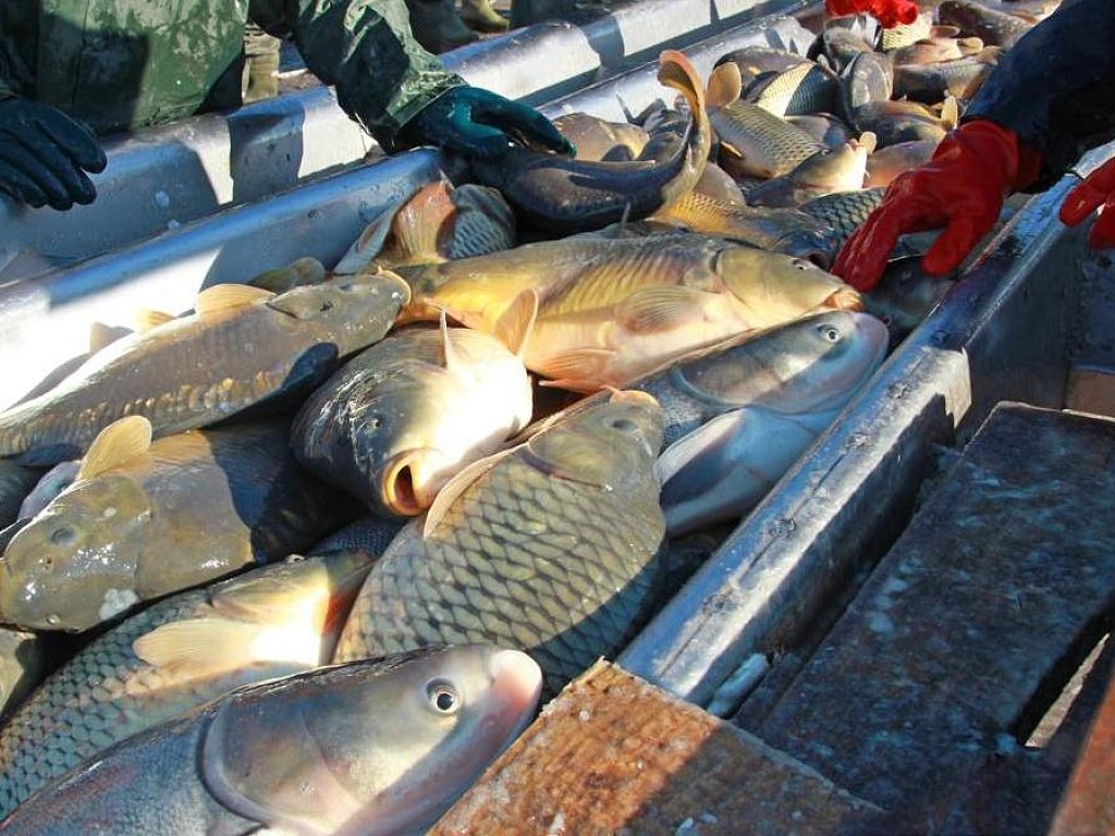 Россельхознадзор предотвратил вывоз в Казахстан 9,5 тонны тухлой рыбы