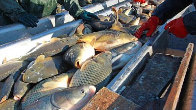 Россельхознадзор предотвратил вывоз в Казахстан 9,5 тонн тухлой рыбы